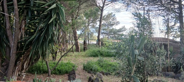 La Bohémienne