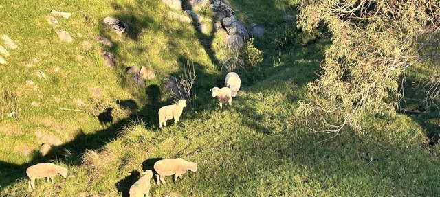 The Valley House - Pet Friendly Farm in the heart of Tilba